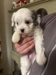 Cavapoo 