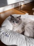 Huskatt / Ragdoll