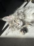 kattunge tillsalu / fodervärd mainecoon stamtavla