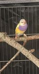 Gouldian finch