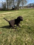 Labrador valpar brun