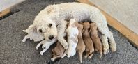 maltipoo cavapoo valpar