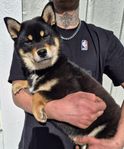 shiba valp