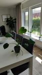 välmående Monstera 