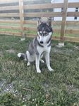 Husky tik