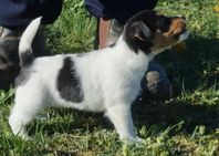 Jack Russell Terrier valpar