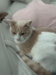 Katt söker hem!