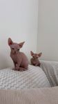 Underbara Sphynx kattungar med stamtavla