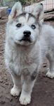Äkta Siberian husky valp