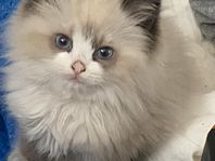 bedårande vackra ragdoll kattungar