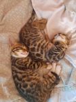 Mini leoparder hanar