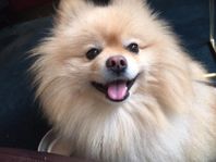 Trygg snäll glad Pomeranian hane 4 år 