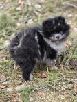 Renrasig valp pomeranien tik