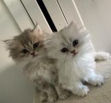 Bernard och Bianca 