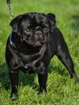 Mops