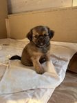 Hund mops/ chihuahua 
