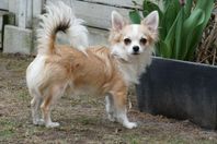 Chihuahua Hane