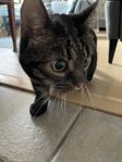 omplacering hankatt