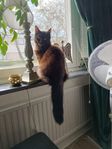  långhårig blandras norskskogkatt/bondkatt 
