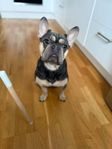 Fransk bulldog 4 år hane kastrat Bertil 