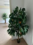 Mangoträd/Palmträd