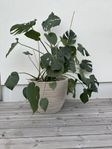 Monstera
