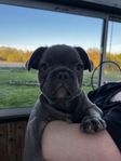 Fransk bulldog 