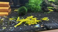 Neocardiniaräkor Yellow Stripe