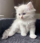 sagolikt söta ragdoll