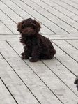 yorkiepoo 