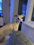 whippet tik säljes med bibehållen avelsrätt 