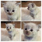 Vacker tabby ragdoll hona - fodervärd sökes