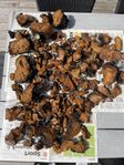 Chaga/sprängticka - 7 kg (handplockad och torkad) 
