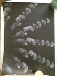 Poster 50 x 70
