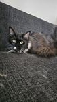 2st renrasiga mainecoon tjejer