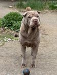 Shar Pei SKK stamtavla 