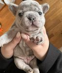 Fransk bulldog exotisk,tik