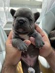 Fransk bulldog blue,tik 