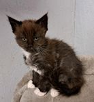 Maine coon med stamtavla 