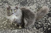 katt