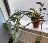 Stor garderobsblomma i kruka