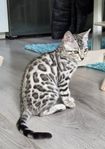 bengal