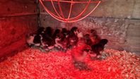 Australorp kycklingar