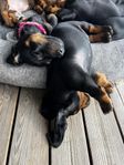Tax Valpar Normal Korthår, Black and tan.