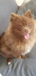 Pomeranian