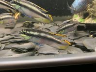 Pelvicachromis pulcher