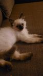 Ragdoll