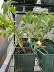 Tomatplanta