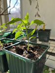 Chiliplanta