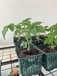 Busktomatplanta